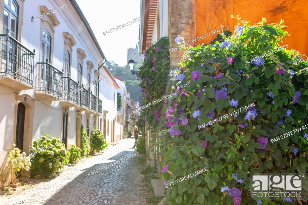 Stock Photo: PRODUCTION - 03 August 2022, Portugal, Tomar: Oleander blooms in front of a house in an alley in the city center, at the end of which on the hill you can see.