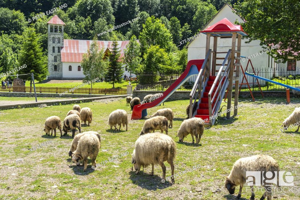 Stock Photo: Sheep grazing on a childrens play area in Vermosh, the most northerly village in Albania, just below the border with Montinegro. Albania.
