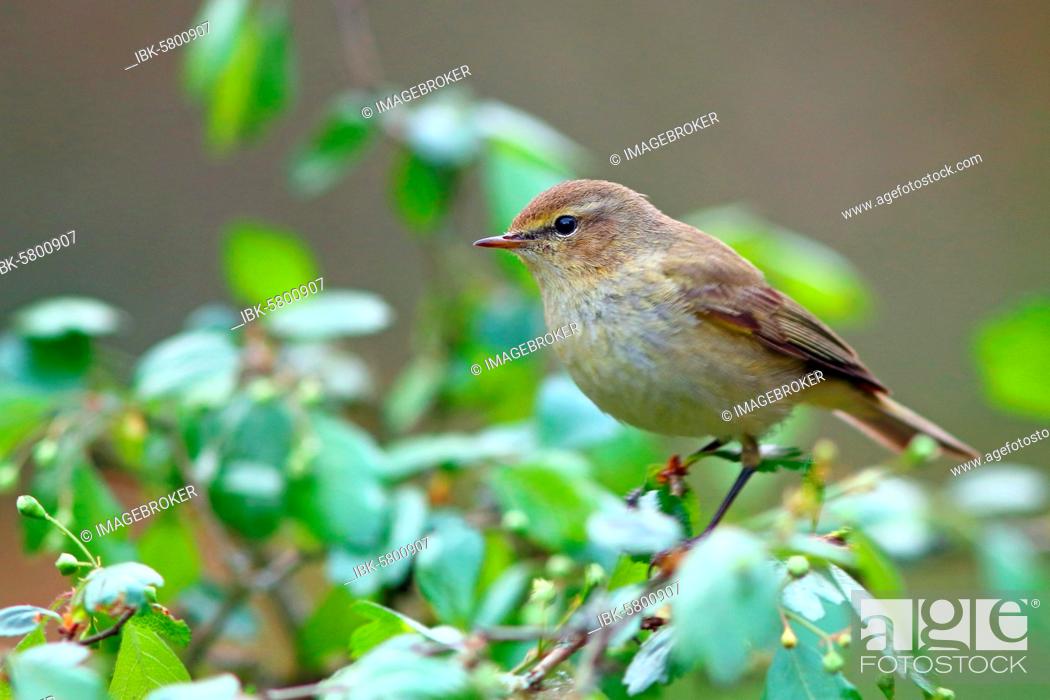 Stock Photo: Common chiffchaff or (Phylloscopus collybita), Solms, Hesse, Germany, Europe.