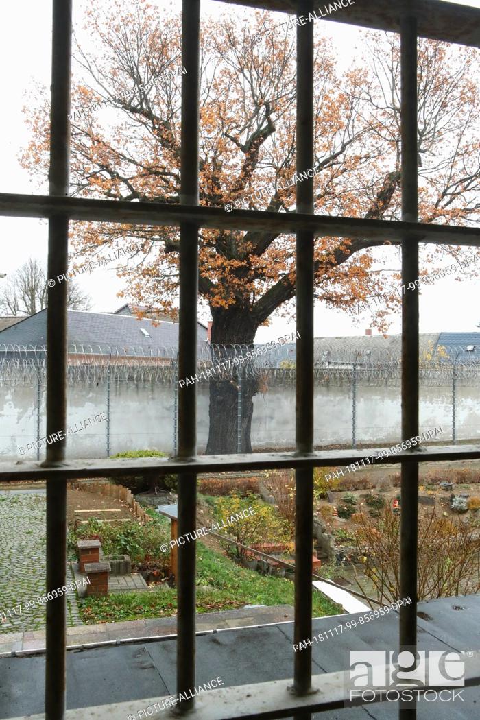 Stock Photo: 13 November 2018, Thuringia, Hohenleuben: A protected oak tree is located in the security area of the Hohenleuben correctional facility.