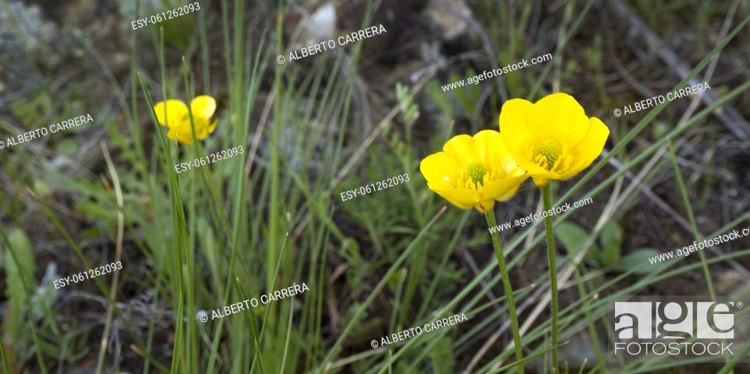 Imagen: Wild Flower, Sierra de Guadarrama National Park, Segovia, Castile and Leon, Spain, Europe.