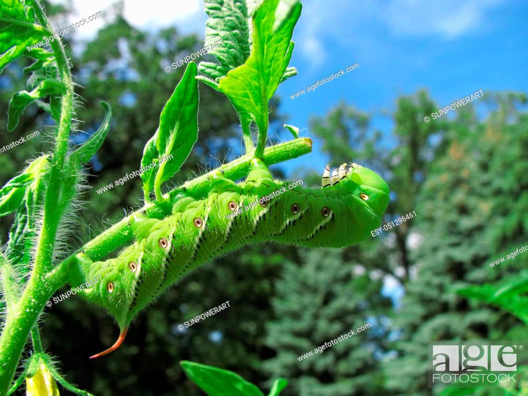 Stock Photo: A tobacco hornworm moth caterpillar devours a tomato plant.