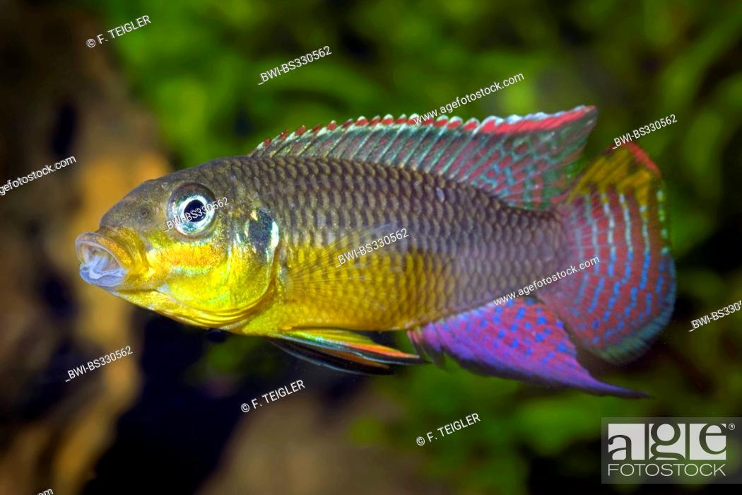 Stock Photo: striped african dwarf cichlid, striped dwarf cichlid, Kluge's dwarf cichlid (Pelvicachromis taeniatus, Pelmatochromis taeniatus), swimming, KZ 907.