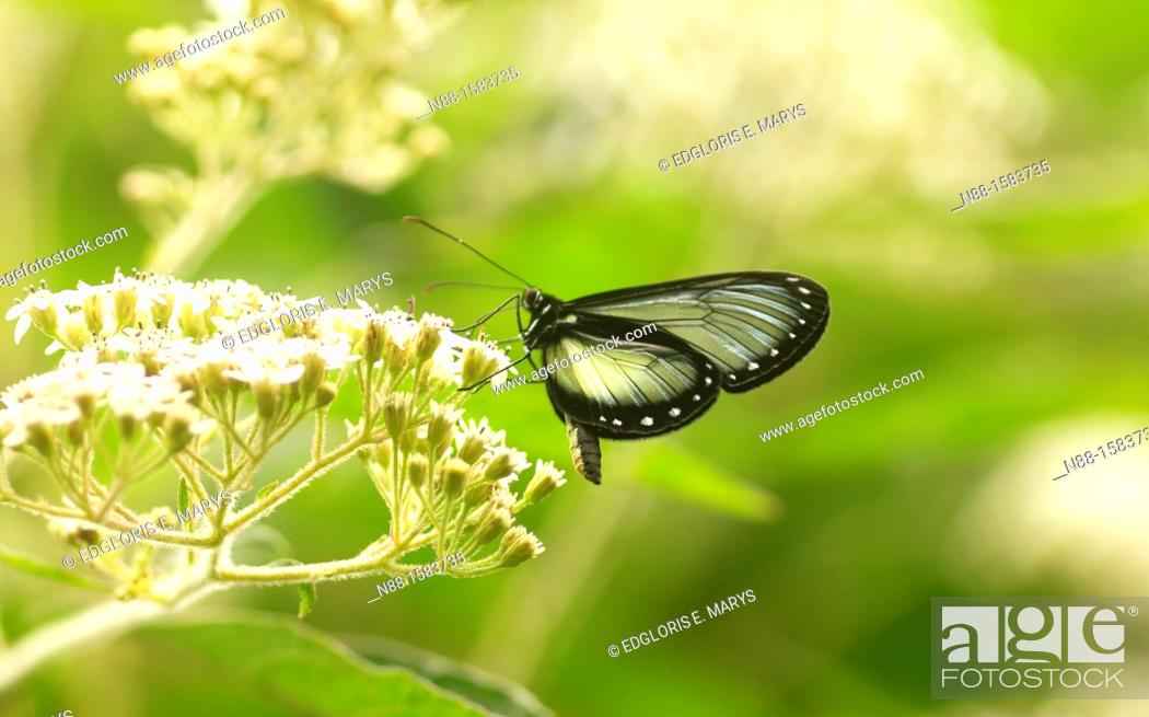 Stock Photo: Hypothyris antea atagalpa, butterfly, cloudy forest, Altos de Pipe, Venezuela.