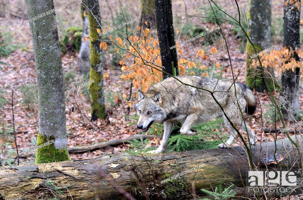Imagen: European wolf in the forest, Canis lupus.