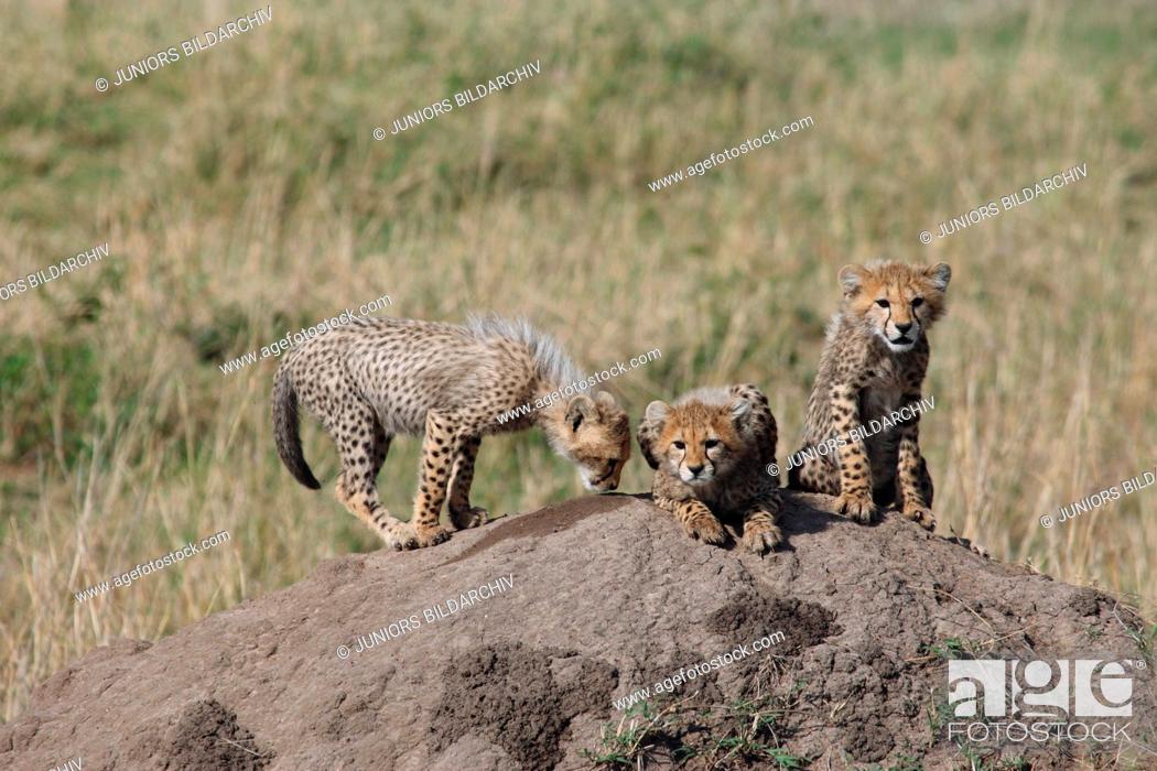 Stock Photo: Cheetah - three cubs / Acinonyx jubatus.