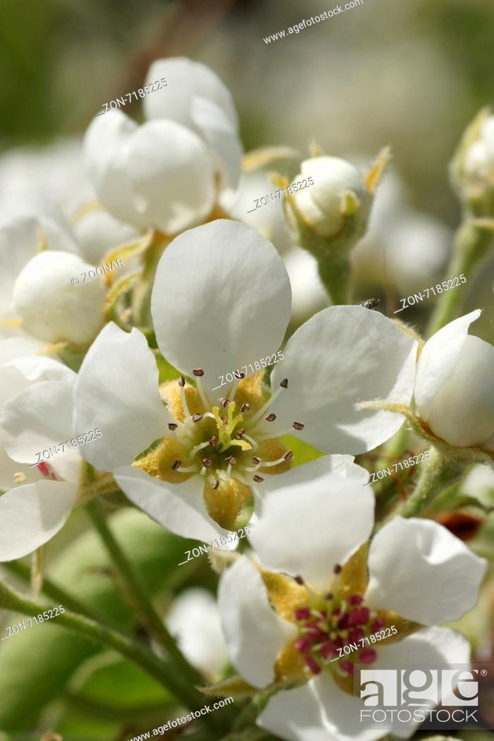 Stock Photo: Pear blossoms.