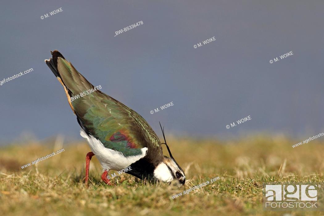 Stock Photo: northern lapwing (Vanellus vanellus), on the feed, Netherlands, Frisia.