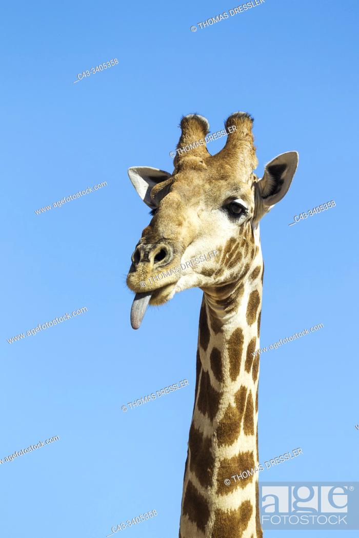 Stock Photo: Southern Giraffe (Giraffa giraffa). Male sticking out his tongue. Kalahari Desert, Kgalagadi Transfrontier Park, South Africa.
