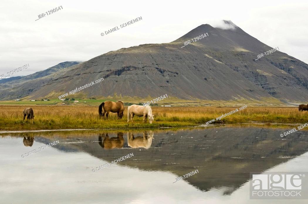 Stock Photo: Icelandic horses near Hoefn, Iceland, Europe.