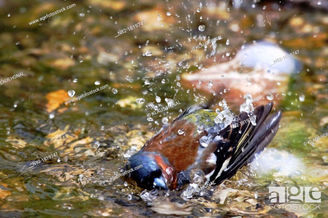 Stock Photo: Chaffinch Fringilla coelebs male bathing - Bavaria/Germany.