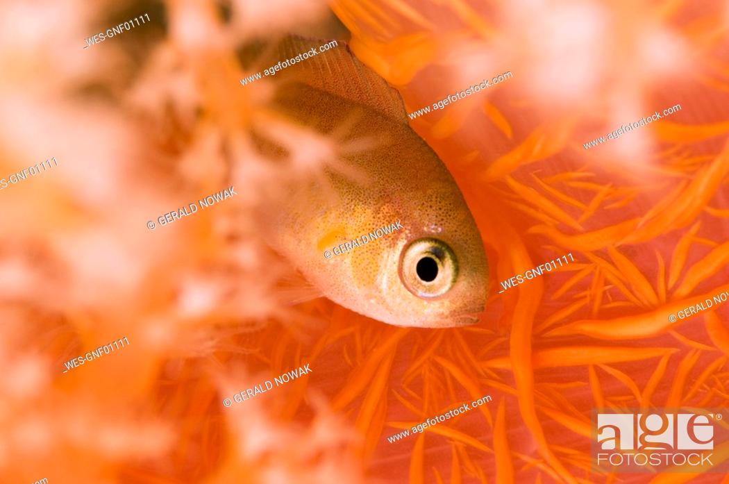 Photo de stock: Egypt, Red Sea, Damsel Fish Pomacentridae close-up.