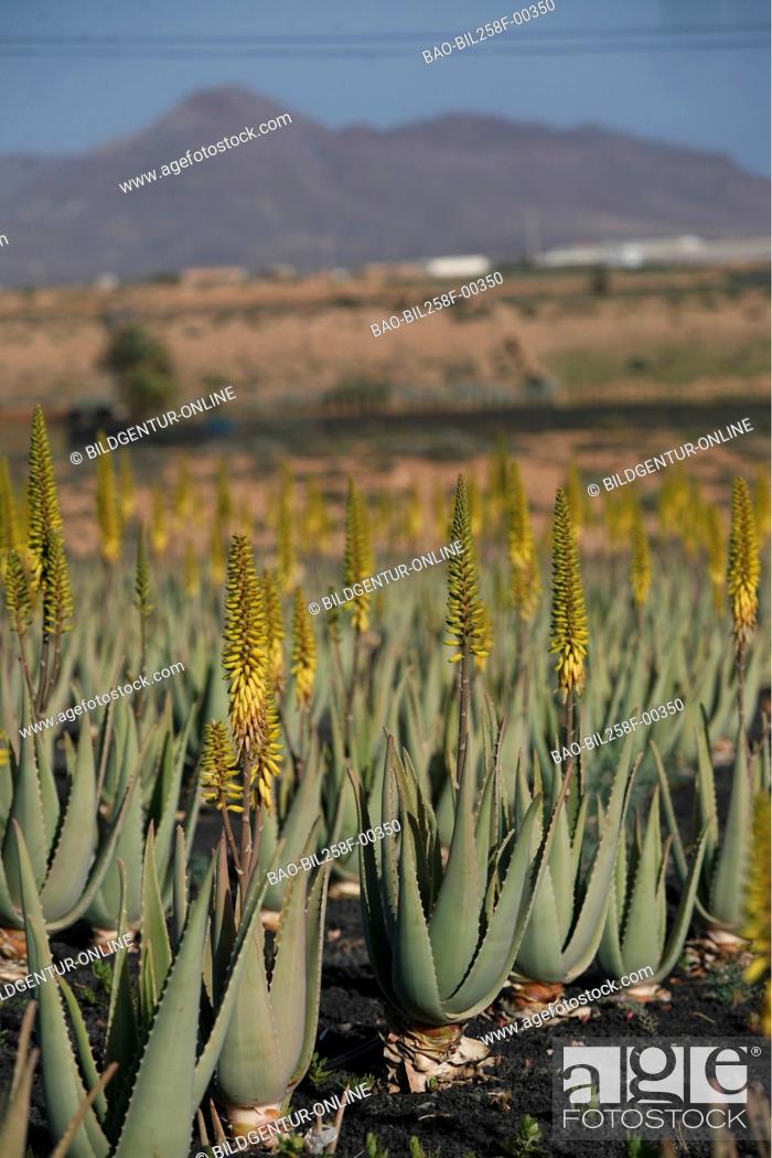 An aloe Vera Plantage in the north of the island Fuerteventura on the in the Atlantic, Foto de Stock, Imagen Derechos Protegidos Pic. BAO-BIL258F-00350 | agefotostock