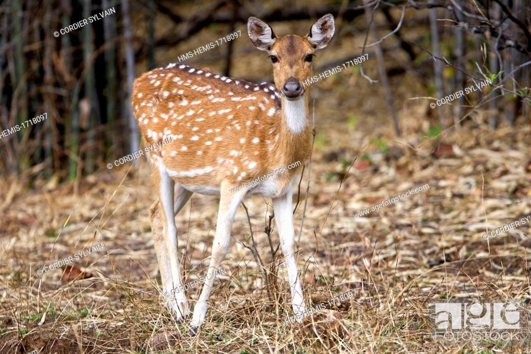 India, Madhya Pradesh state, Bandhavgarh National Park, Spotted deer or  axis deer, Stock Photo, Picture And Rights Managed Image. Pic.  HMS-HEMIS-1718097 | agefotostock