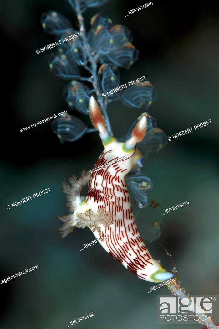 Stock Photo: Red-Gilled Nembrotha (Nembrotha rutilans), feeding on Sea Squirts (Ascidiacea), Great Barrier Reef, UNESCO World Natural Heritage Site, Pacific Ocean.