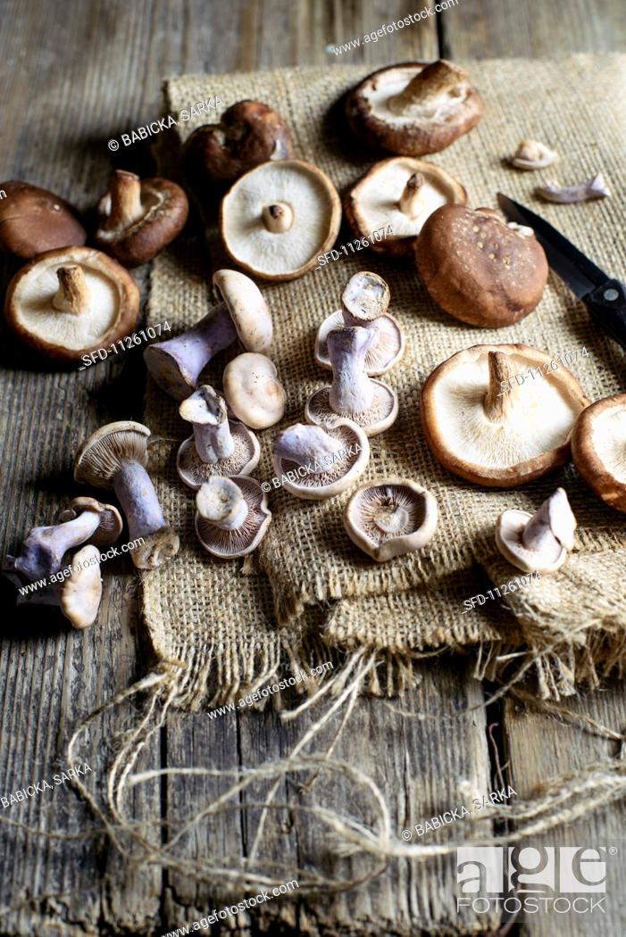 Imagen: Purple wood blewits and shiitake mushrooms.