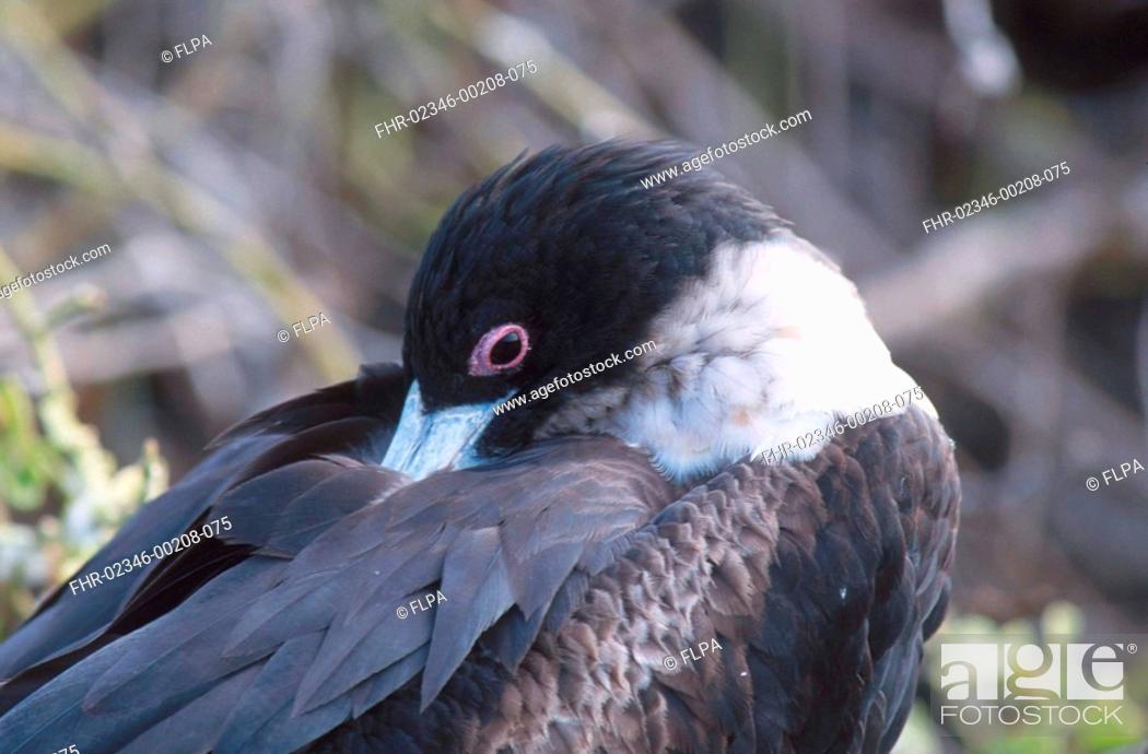 Stock Photo: Great Frigatebird Fregata minor Adult female / head / Galapagos.