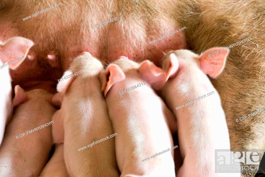 Imagen: Little piglets suckling their mother.