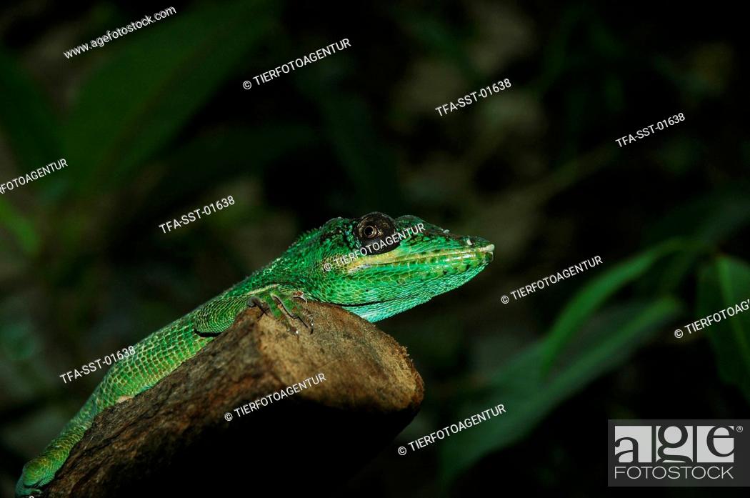 Stock Photo: lizard.