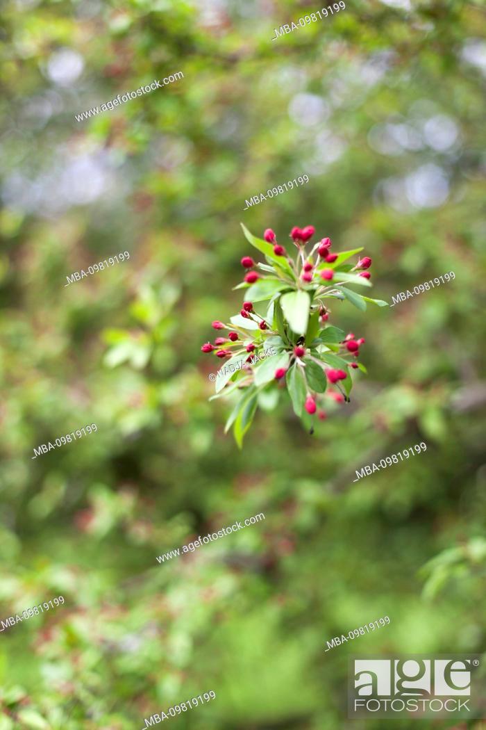 Stock Photo: Branch with flower buds of a fruit tree, close-up.
