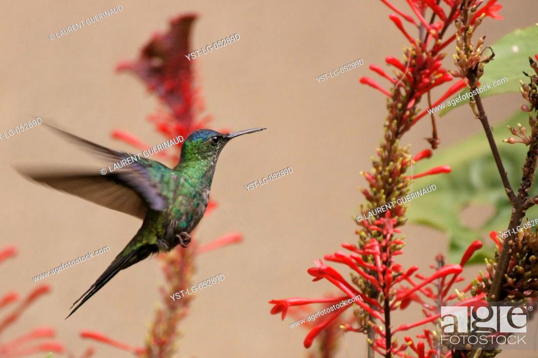 Stock Photo: Hummingbird, North Coast, Camburi, São Paulo, Brazil.