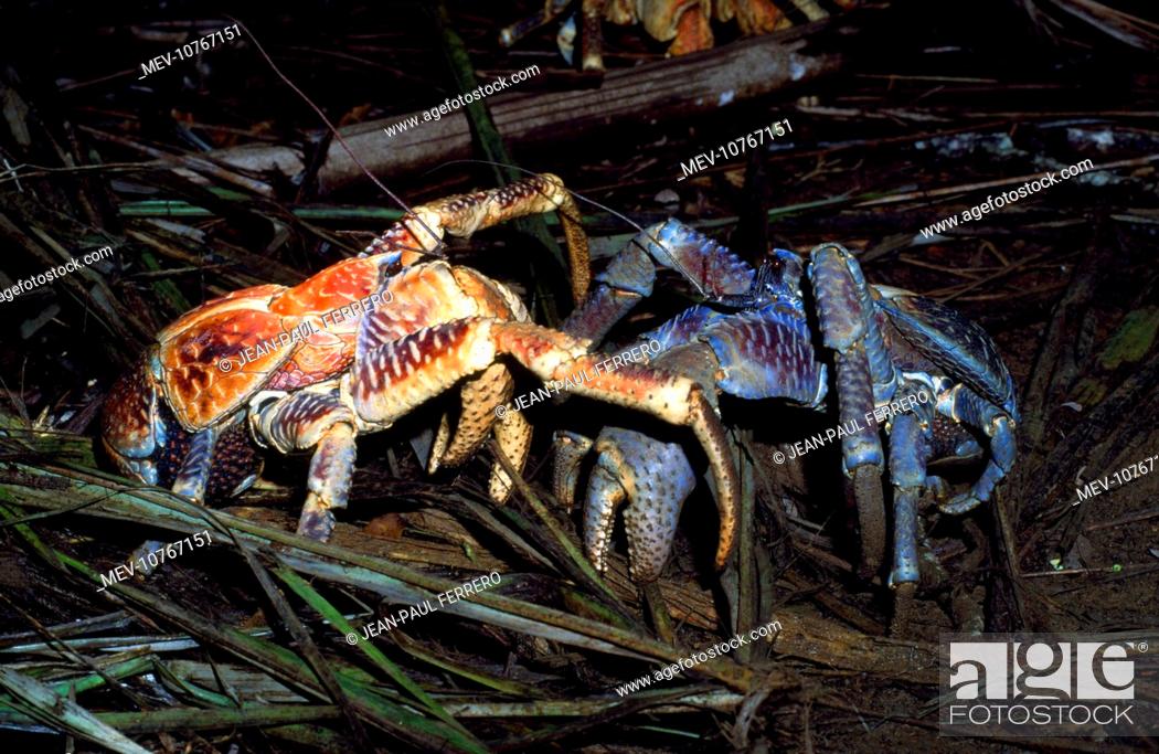 are robber crabs edible
