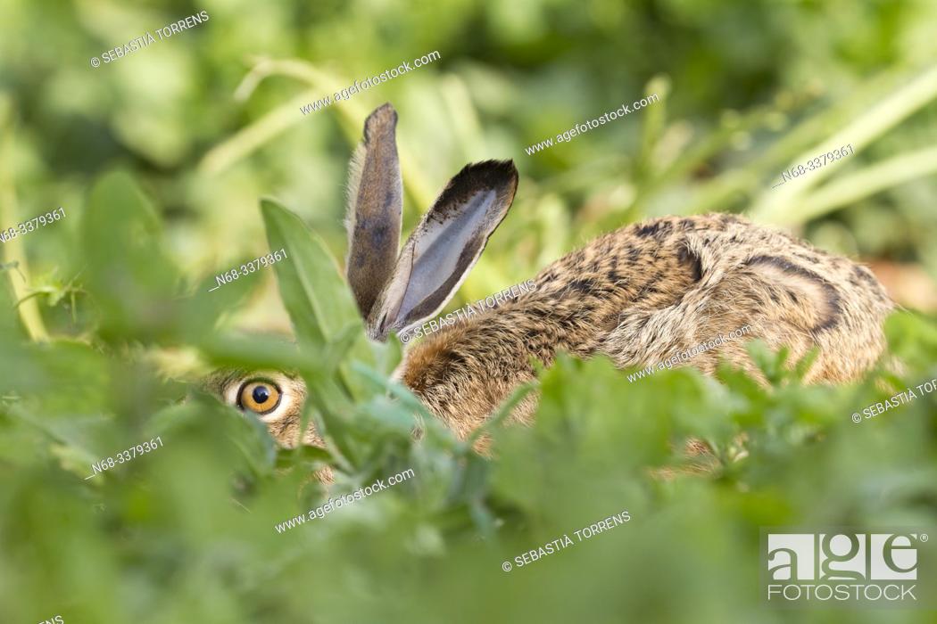 Imagen: European hare (Lepus europaeus), Bunyola, Majorca, Spain.
