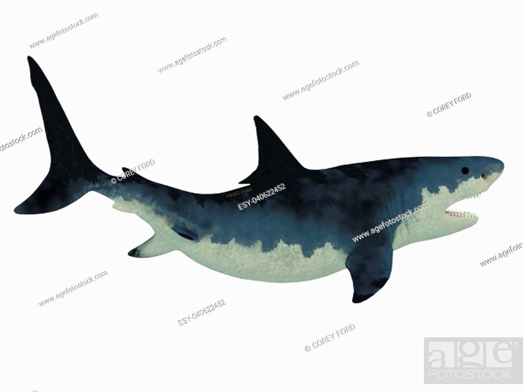 Stock Photo: Megalodon shark was very much like our Great White shark but a much larger size with razor sharp teeth.