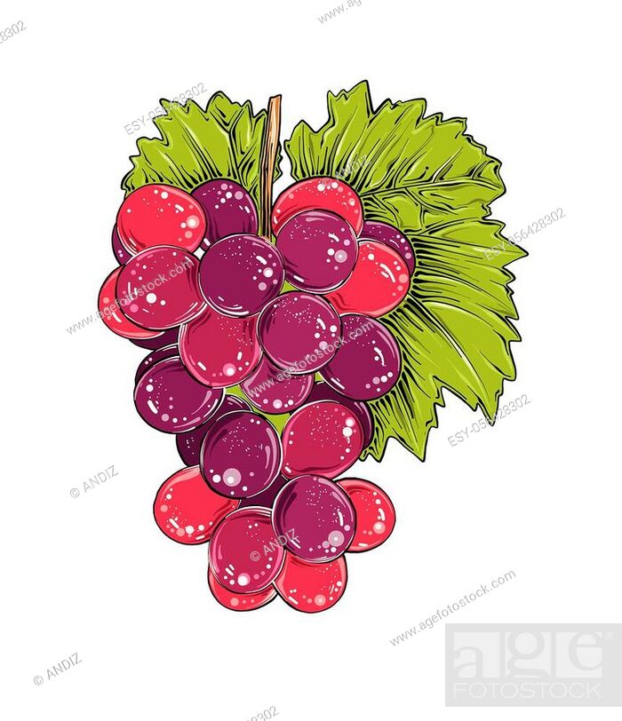 Top 161+ sketch of grapes fruit best