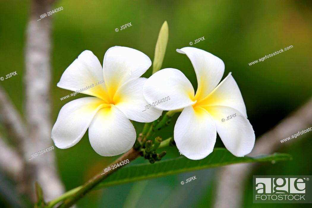 White frangipani (Plumeria pudica), flowers, Kota Kinabalu, Sabah,  Malaysia, Borneo, Asia, Foto de Stock, Imagen Derechos Protegidos Pic.  IBR-2044300 | agefotostock