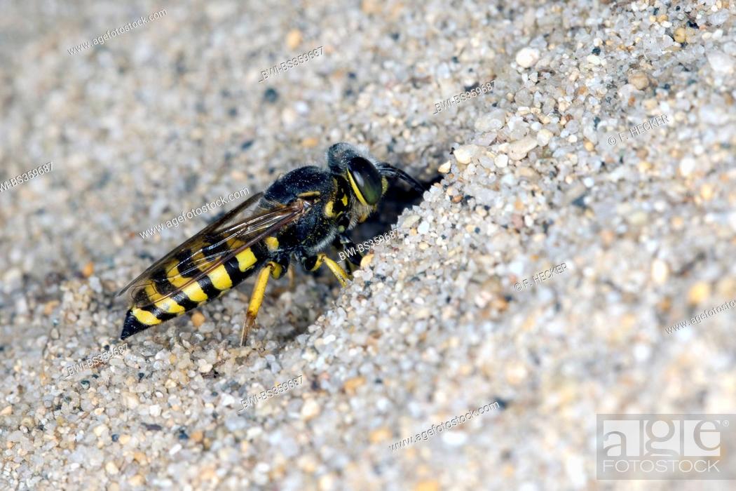 Stock Photo: Sand wasp (Bembix oculata), female at its den in the sand.