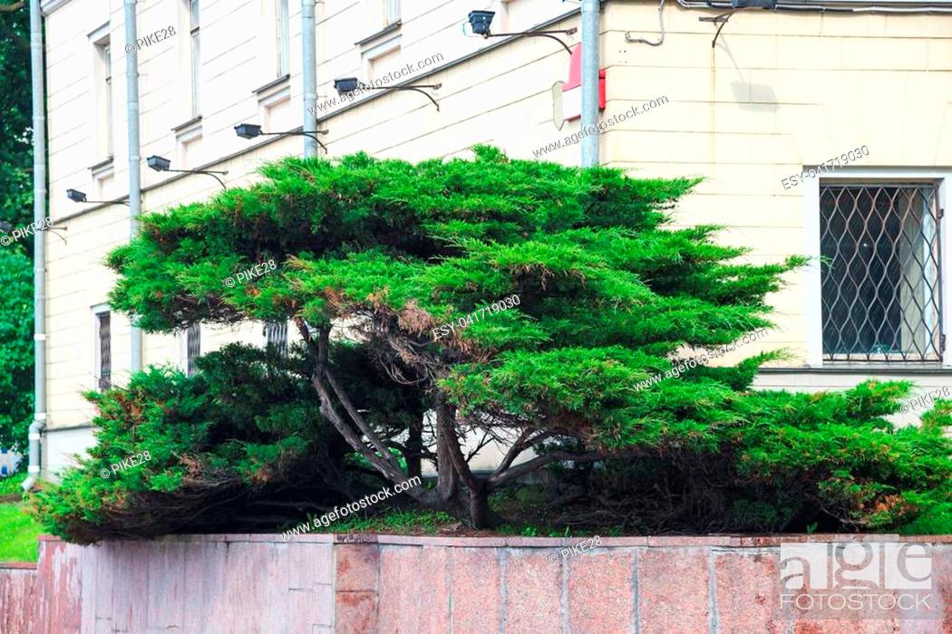 Stock Photo: beautiful thuya tree in the city.
