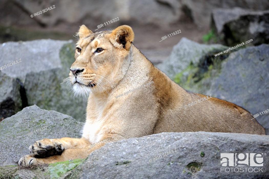 Stock Photo: Asiatic Lion (Panthera leo persica), female.