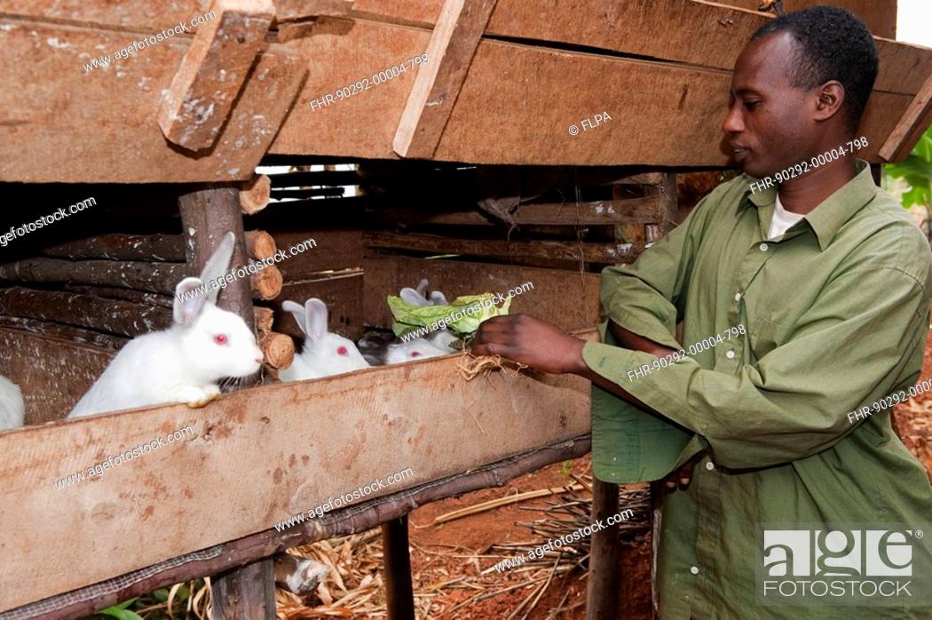Stock Photo: Rabbit farming, man feeding albino rabbits in hutch, kept for meat, Rwanda.