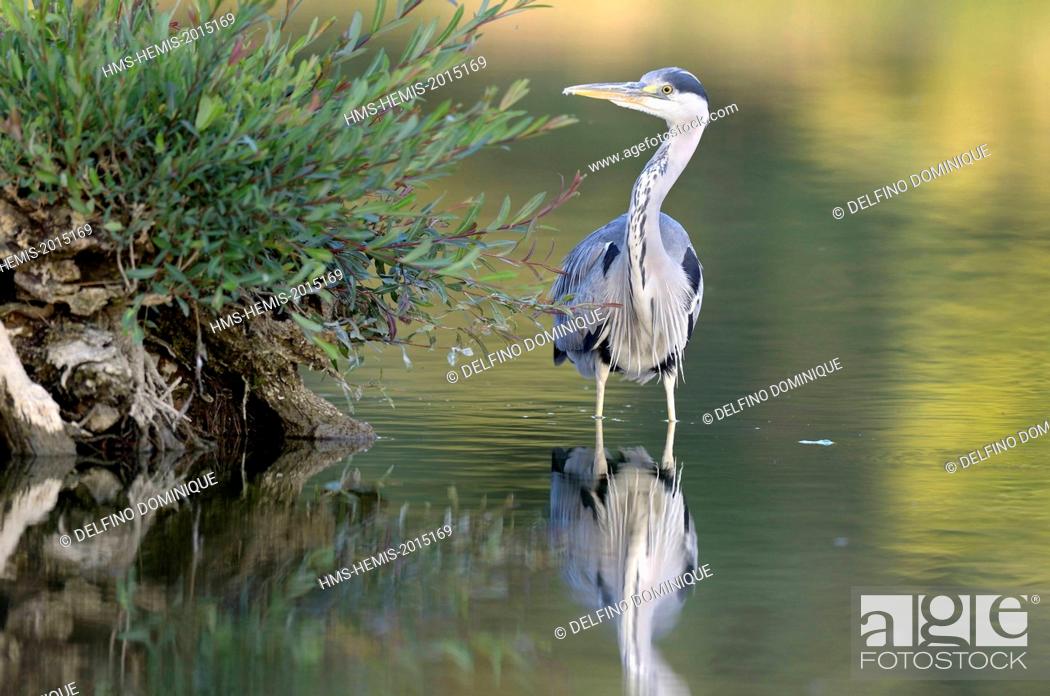 Stock Photo: France, Doubs, natural area for Allan to Brognard deer, Grey Heron (Ardea cinerea) adult hunting in a marsh at low water.