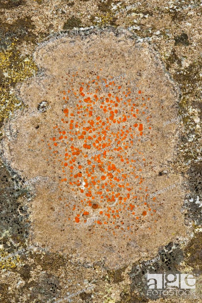 Photo de stock: Caloplaca (Caloplaca spec.), lichen on coastal rocks of the Baltic Sea.