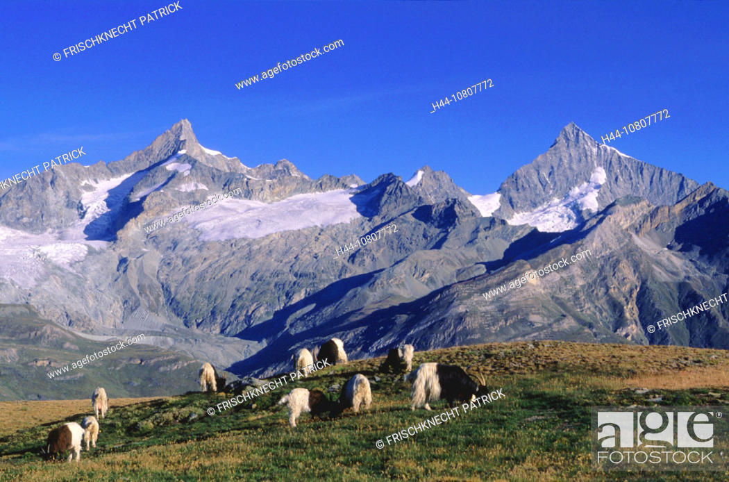 Stock Photo: Alpine, Animal, Animals, Blue, Blue sky, Cliff, Glacier, Glaciers, Gornergrat, Mountain, Mountain panorama, Mountain.