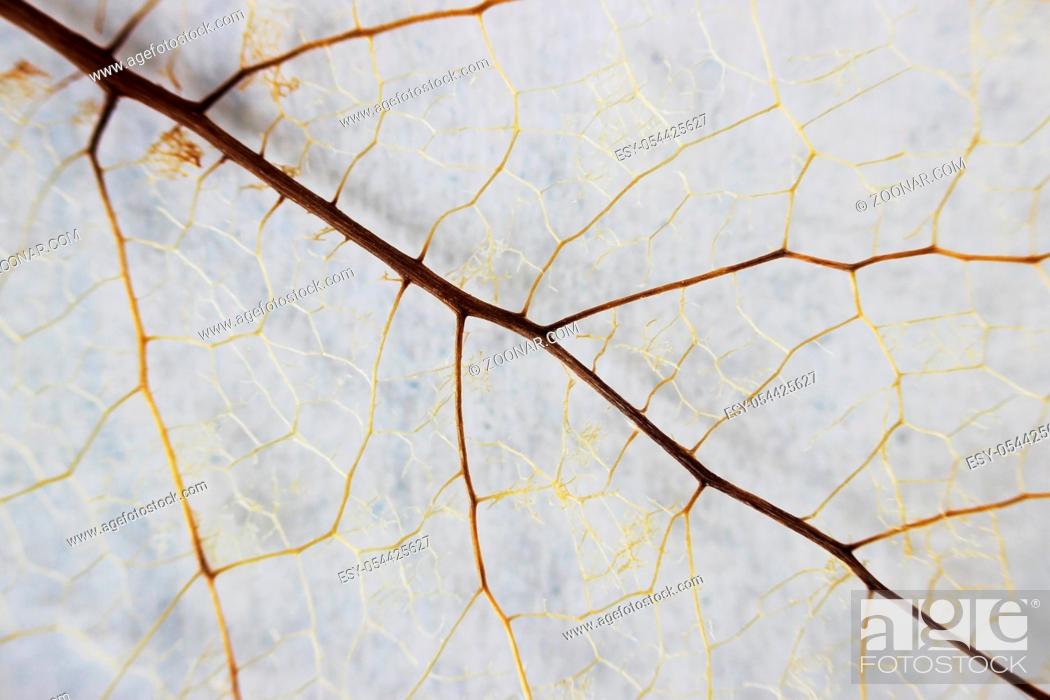 Stock Photo: Macro structure brown delicate skeletonized leaf of shrub.