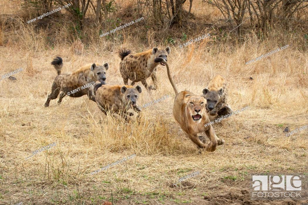 Stock Photo: A lioness, Panthera leo, runs with ears back and mouth open from spotted hyenas, Crocuta crocuta.