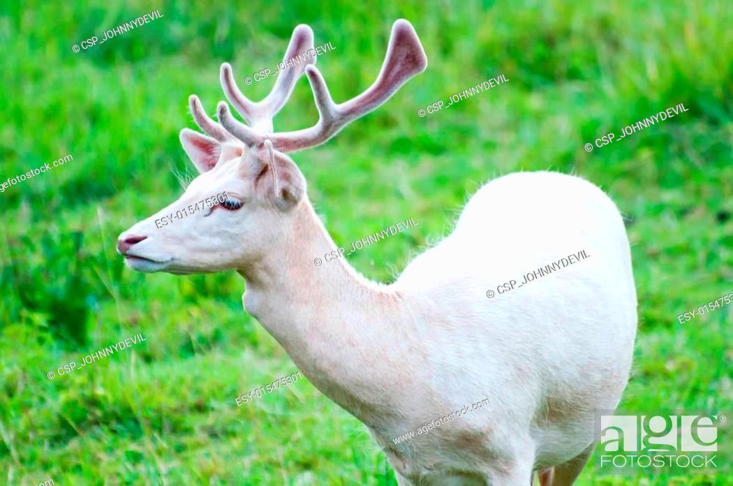Stock Photo: White Fallow Deer.