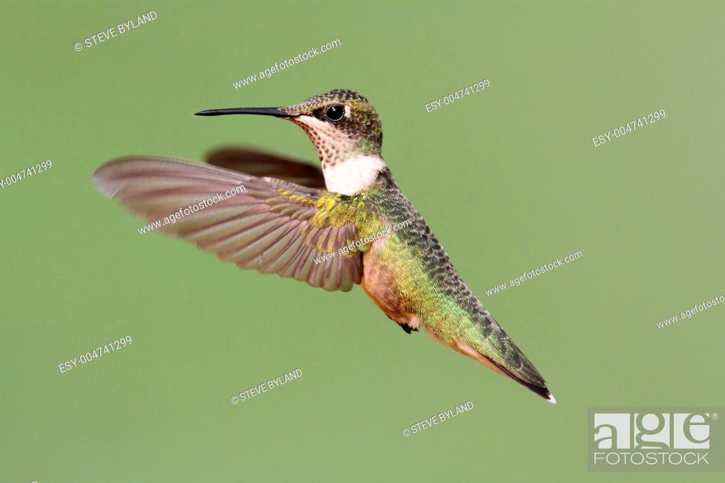 Stock Photo: Ruby-throated Hummingbird.
