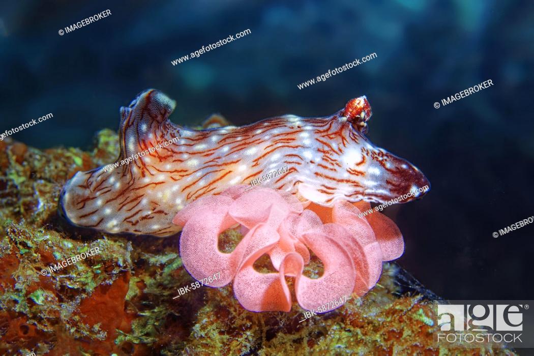 Stock Photo: Kentrodoris nudibranch ( Kentodoris rubescens) at oviposition, clutches, Bali, Indo-Pacific, Indonesia, Asia.