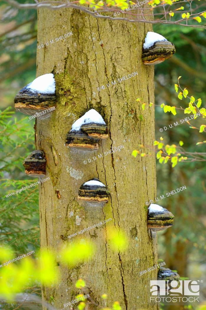 Stock Photo: common beech (Fagus sylvatica), tree-trunk with Bracket fungi, Germany, Bavaria, Bavarian Forest National Park.