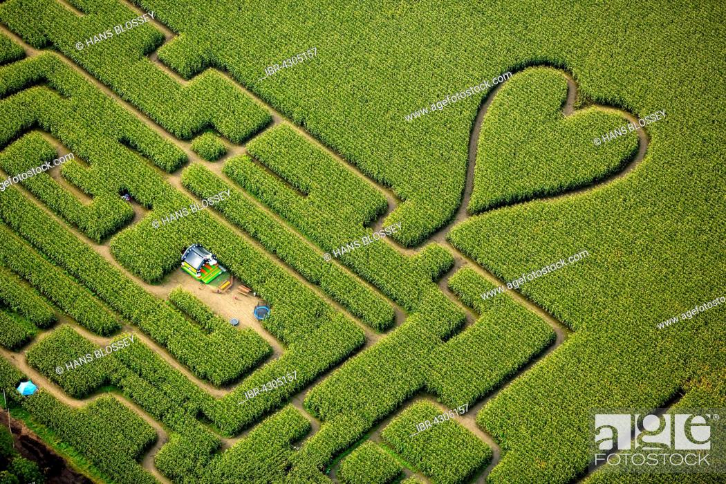 Imagen: Labyrinth with a heart in the cornfield, corn maze, green heart, heart shape, heart shaped, Herten, Ruhr district, North Rhine-Westphalia, Germany.