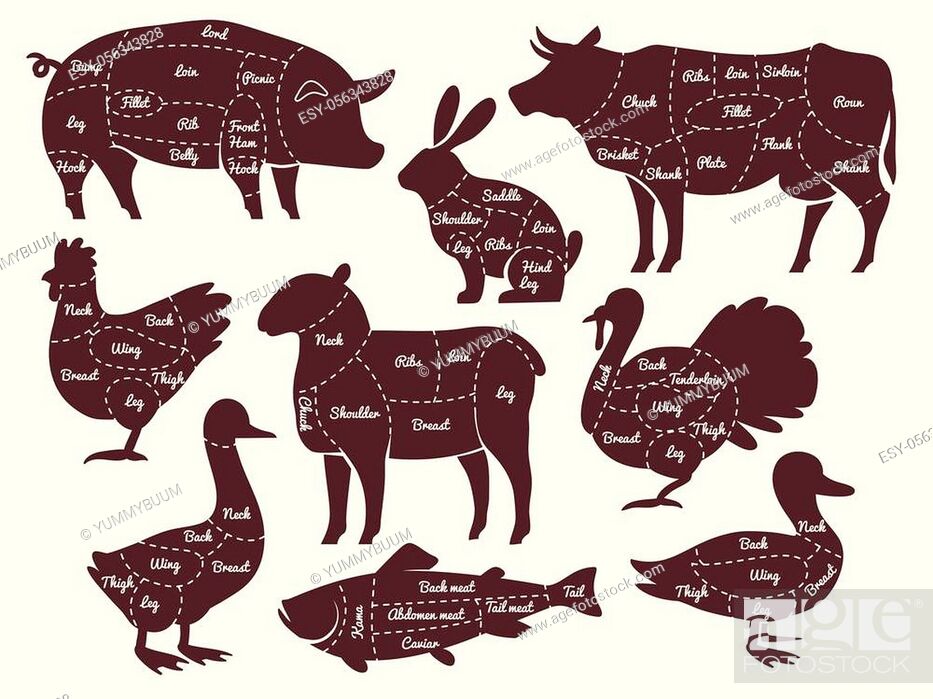 Butcher diagrams. Cutting lines different parts domestic farm animals  silhouettes, Stock Vector, Vector And Low Budget Royalty Free Image. Pic.  ESY-056343828 | agefotostock