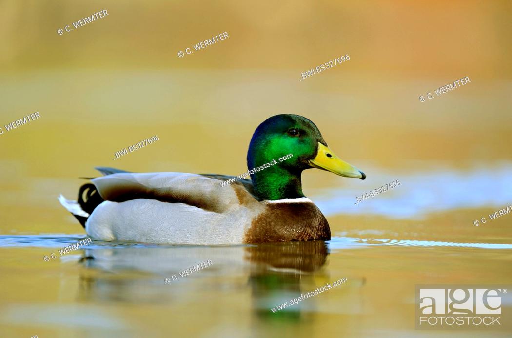 Stock Photo: mallard (Anas platyrhynchos), swimming drake, Germany, North Rhine-Westphalia.