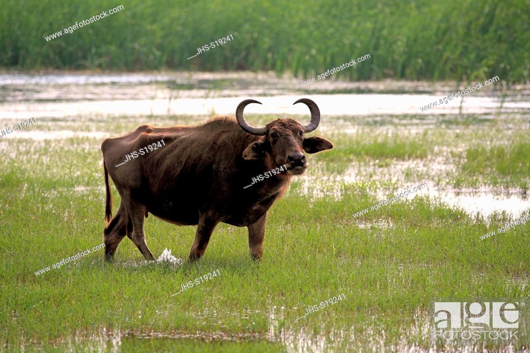 Stock Photo: Water Buffalo, (Bubalis bubalis), adult female in stays water, Bundala Nationalpark, Sri Lanka, Asia.