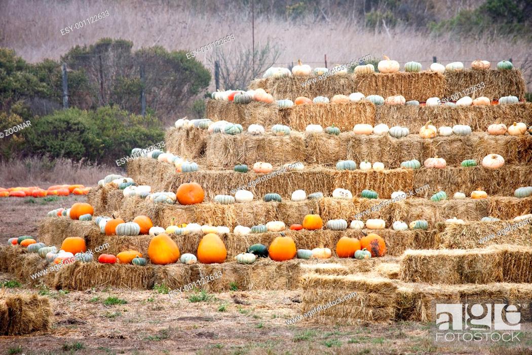 Stock Photo: Pumpkins on haystack.