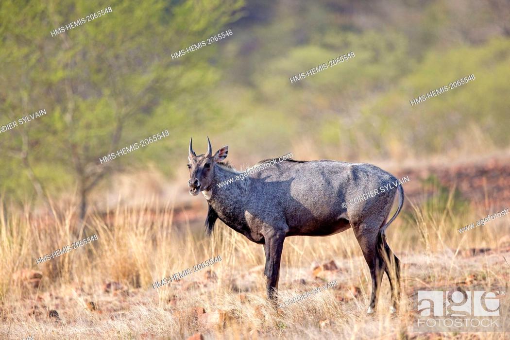 India, Rajasthan state, Ranthambore National Park, Nilgai or Indian Bull or  Blue Antelope..., Stock Photo, Picture And Rights Managed Image. Pic.  HMS-HEMIS-2065548 | agefotostock