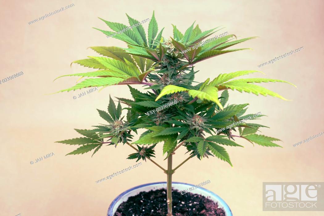 Stock Photo: Cannabis female plant in flowerpot, Indica dominant hybrid in flowering phase.